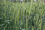 Load image into Gallery viewer, Wheat (Bread) - Red Fife
