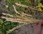 Load image into Gallery viewer, Wheat (Bread) - Red Fife