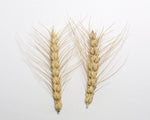 Load image into Gallery viewer, Wheat (Bread) - Reliance