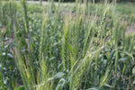 Load image into Gallery viewer, Wheat (Bread) - Reliance