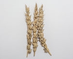 Load image into Gallery viewer, Wheat (Bread) - Rescue
