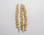Load image into Gallery viewer, Wheat (Bread) - Reward