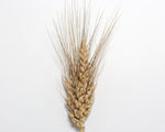 Load image into Gallery viewer, Wheat (Species) - Rivet
