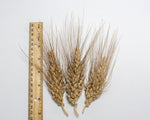 Load image into Gallery viewer, Wheat (Species) - Rivet