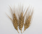 Load image into Gallery viewer, Wheat (Species) - Rivet