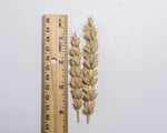 Load image into Gallery viewer, Wheat (Bread) - Ruby
