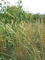 Load image into Gallery viewer, Wheat (Bread) - Ruby