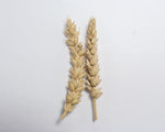 Load image into Gallery viewer, Wheat (Bread) - Saunders