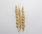 Load image into Gallery viewer, Wheat (Bread) - Selkirk