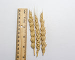 Load image into Gallery viewer, Wheat (Bread) - Selkirk