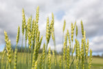 Load image into Gallery viewer, Wheat (Bread) - Selkirk