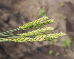 Load image into Gallery viewer, Wheat (Bread) - Selkirk