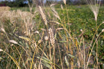 Load image into Gallery viewer, Wheat (Durum) - Senatore Cappelli