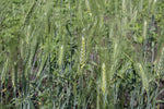 Load image into Gallery viewer, Wheat (Durum) - Senatore Cappelli