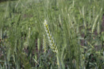 Load image into Gallery viewer, Wheat (Durum) - Senatore Cappelli