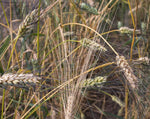 Load image into Gallery viewer, Wheat (Durum) - Senatore Cappelli
