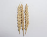 Load image into Gallery viewer, Wheat (Bread) - Stanley