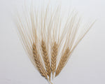 Load image into Gallery viewer, Wheat (Emmer) - Erythrurum