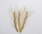 Load image into Gallery viewer, Wheat (Species) - Persian