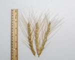 Load image into Gallery viewer, Wheat (Species) - Persian