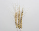 Load image into Gallery viewer, Wheat (Species) - T. Isphanicum