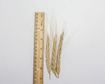 Load image into Gallery viewer, Wheat (Species) - T. Isphanicum