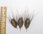 Load image into Gallery viewer, Wheat (Species) - T. Militinae