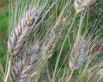 Load image into Gallery viewer, Wheat (Species) - T. Militinae