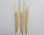 Load image into Gallery viewer, Wheat (Species) - T. Ovatum