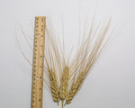 Load image into Gallery viewer, Wheat (Species) - T. Petropavlovskyi