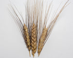 Load image into Gallery viewer, Wheat (Bread) - Tan/Blue Decorative