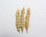Load image into Gallery viewer, Wheat (Bread) - Thatcher