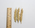 Load image into Gallery viewer, Wheat (Bread) - Thatcher