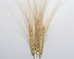 Load image into Gallery viewer, Wheat (Durum) - Timilia de Fuente de Piedra
