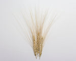 Load image into Gallery viewer, Wheat (Durum) - Timilia de Fuente de Piedra