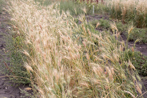 Wheat (Bread) - Peru Trigo