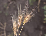 Load image into Gallery viewer, Wheat (Bread) - Peru Trigo