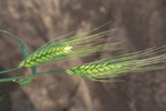 Load image into Gallery viewer, Wheat (Bread) - Peru Trigo