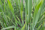 Load image into Gallery viewer, Wheat (Species) - T. Ovatum