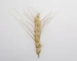 Load image into Gallery viewer, Wheat Cross - Tritinaldia