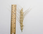 Load image into Gallery viewer, Wheat Cross - Tritinaldia