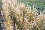 Load image into Gallery viewer, Oat (Hulless) - Vicar