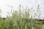 Load image into Gallery viewer, Oat (Hulless) - Vicar