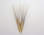 Load image into Gallery viewer, Wheat (Durum) - Wakooma