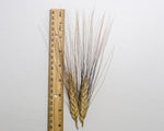 Load image into Gallery viewer, Wheat (Durum) - Wakooma