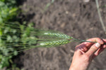 Load image into Gallery viewer, Wheat (Durum) - Wakooma
