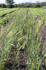 Load image into Gallery viewer, Wheat (Durum) - Wakooma