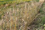 Load image into Gallery viewer, Wheat (Durum) - Wakooma