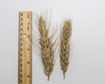 Load image into Gallery viewer, Wheat Cross (Triticale) - Welsh