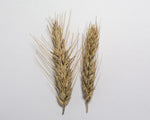 Load image into Gallery viewer, Wheat Cross (Triticale) - Welsh